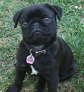 A Pug