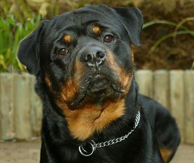 Rottweiler