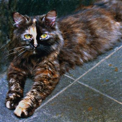 Luna - Beranak 4