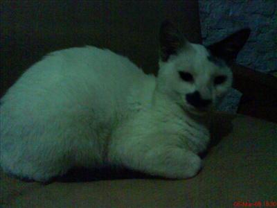 Jony- kucing kumisan