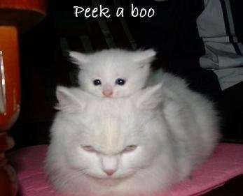 Peek a boo