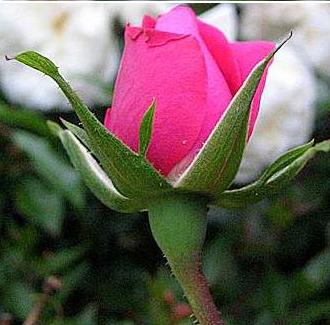& AÇIK PEMBE GÜL &