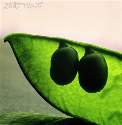 Two peas in a pod
