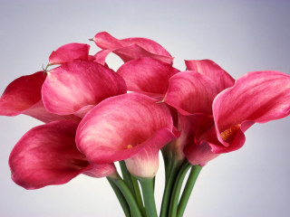 Pink Calla Lilies