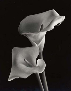 Calla