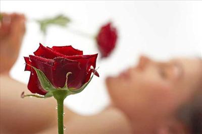 Red Rose Love