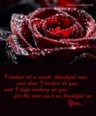Sweet rose