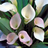 Calla Lilies
