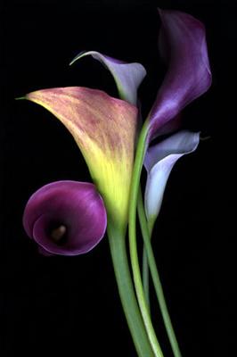 Calla Lilie Purple
