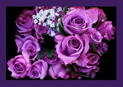 Purple roses