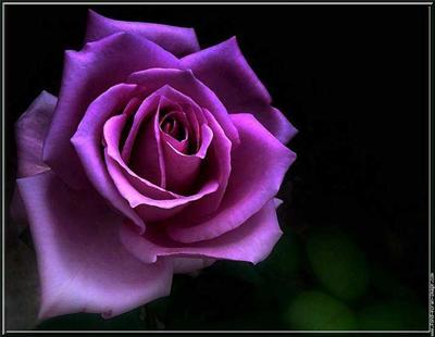 Purple rose