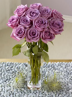 Purple-Roses