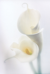 Calla Lilies white