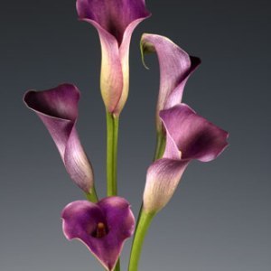 Purple  Mini Calla Lilies