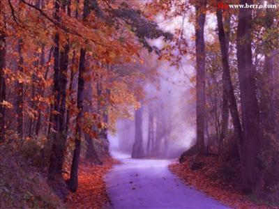 forest 9