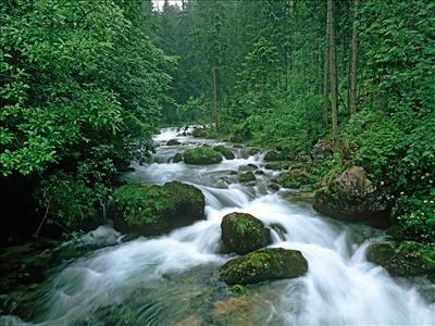 forest 8