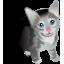 Kitty