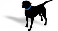 Black Dog