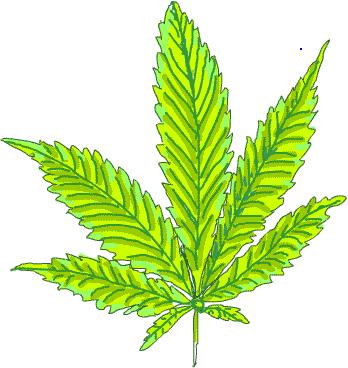 marijuana