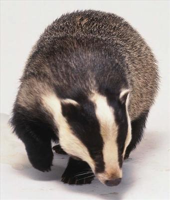 a Badger