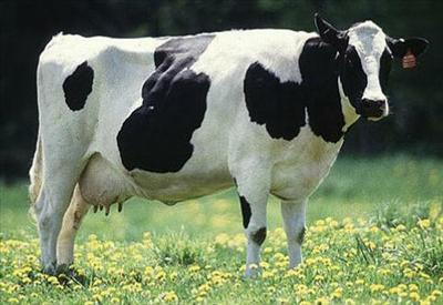 a Cow