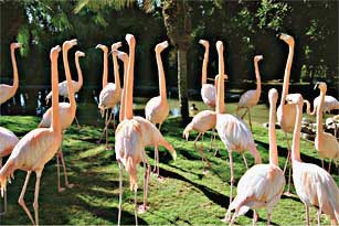 We will We will Flock You for Pet Helpers!!