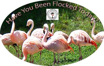 Have you Been Flocked Today?