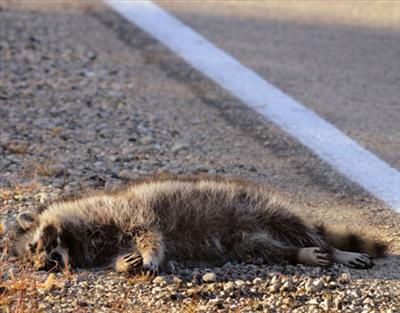 Road Kill