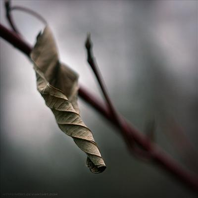 Dead Leaf
