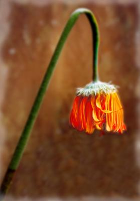 Flor Marchitada