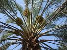 hurma ağacı