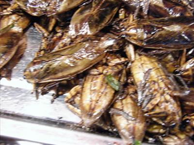 Fried Cockroach
