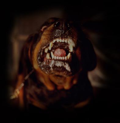 The Rottweiler