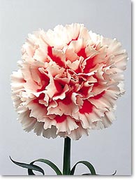 pink & red carnation