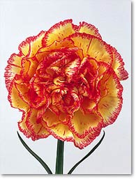 yellow & red carnation