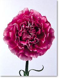 purple carnation