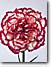 purple & white carnation