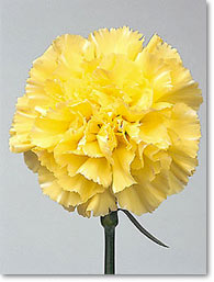 yellow carnation