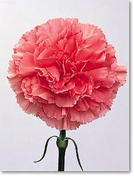 pretty in pink carnation