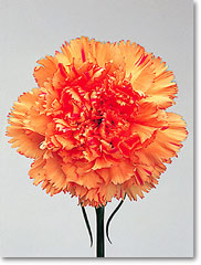 orange carnation