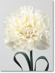 white carnation