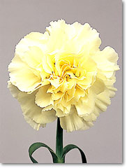 pale yellow carnation