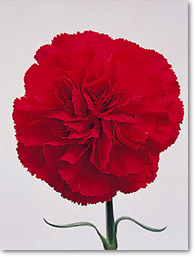 very red carnation