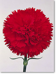 red carnation