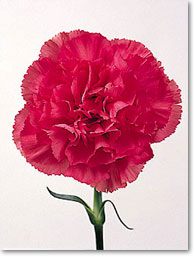 pink carnation
