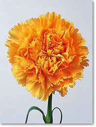 bright yellow carnation