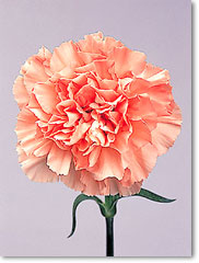 light pink carnation