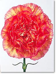 white & red carnation