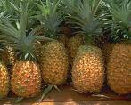ananas
