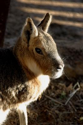 Mara